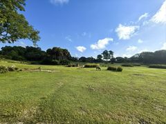 -奥兰多迪士尼动物王国乐园