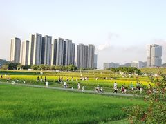 -光明小镇欢乐田园
