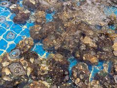 -集品鲜湾·蒸汽海鲜自助料理(青岛银座和谐广场店)