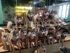 -Husky Go! 哈士奇体验馆·宠物咖啡厅狗咖