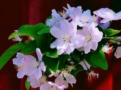 -海棠花溪(元大都城垣遗址公园)