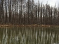 -黄海国家森林公园