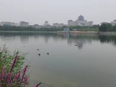 -莲花池公园