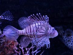 -秦皇岛新澳海底世界