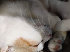 -猫小院猫主题餐厅(三里屯店)