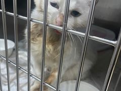 -萌兽医馆·宠物医院·猫骨科(创景店)