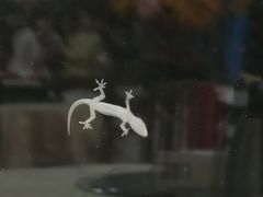 -荔枝红五号农庄