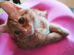 -芭比堂宠物医院·全科爱猫医院·仁德分院