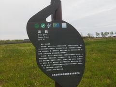 -盐城丹顶鹤湿地生态旅游区