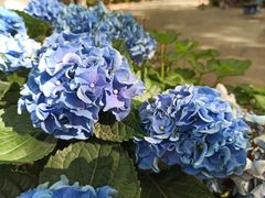 -共青国家森林公园-售票处