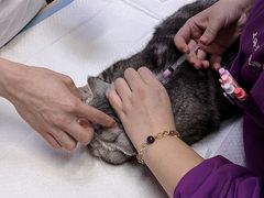 -爱侣·安琦尔宠物医院·中兽医针灸·心内科·狂犬免疫点(宝山区院)