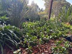-墨尔本皇家植物园