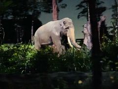 -夜间野生动物园