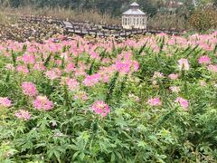 -大塘金香草谷