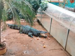 -西霞口神雕山野生动物世界