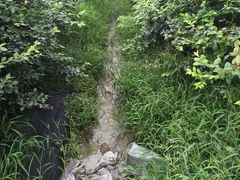 -森田蓝莓采摘园
