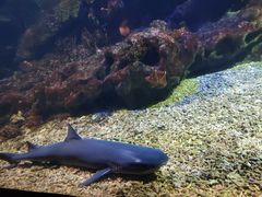 -海合安武汉极地海洋公园