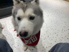 -Husky Go!哈士奇体验馆·宠物咖啡厅狗咖