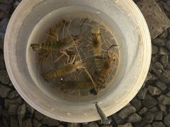 -DGE季风钓虾营地·团建·聚会