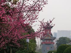 -四川大学(华西校区)