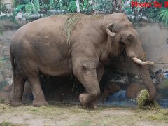 -西安秦岭野生动物园
