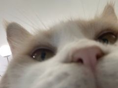 -喵的天空名猫咖啡馆·撸猫·猫舍·用品