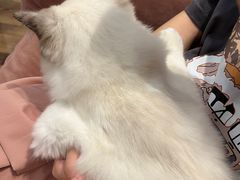 -袖虎·猫馆(体育西路店)