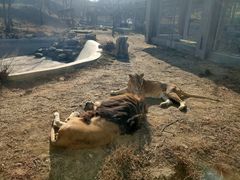 -石家庄市动物园