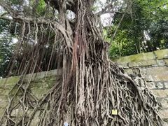 -九龙公园