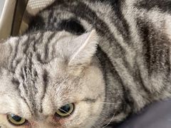 -瑞鹏宠物医院·骨科·猫科·内科(第一中心)