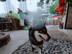 -柴犬高等学院·狗咖·柴犬售卖·宠物训练