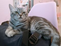 -三花喵·撸猫购宠·宠物生活馆(虹桥南丰城店)