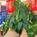 还是得这么吃，才是地道的原汤原味，鲜掉眉毛‼️