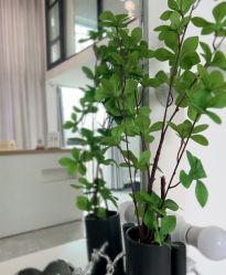 -AM半永久纹眉
