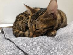 -COLOR PETS 撸猫馆·购猫·猫咖(长风大悦城店)