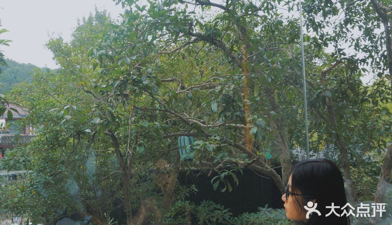 杭州探店｜我去了满觉陇上最香的咖啡店了✨