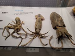 -贝林大翅鲸简餐厅(国家海洋博物馆店)