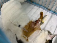 -瑞派动物医院·猫专科·至诚(江南中分院)