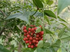 -南京市江宁方山