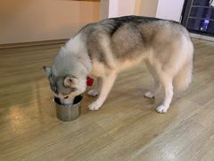 -Husky Go! 哈士奇体验馆·宠物咖啡厅狗咖