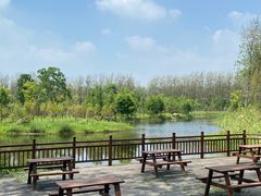 -合肥滨湖国家森林公园