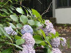 -金鸡湖桃花岛