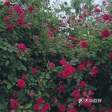《话说上斜街与年羹尧》