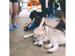 -TrueLove @ Neverland (Husky Cafe)