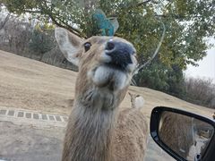 -常州淹城野生动物世界