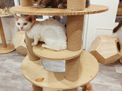 -楼上猫咖(罗湖店)