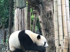 -都江堰中华大熊猫苑