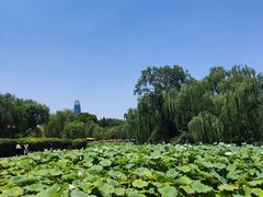 -济南大明湖景区