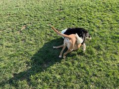 -趣玩宠物乐园寄养训犬训狗游泳池
