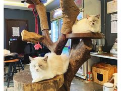 -more than meow吴止猫主题餐厅(承德 中船汇店)
